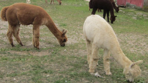 2015 Alpaca Central