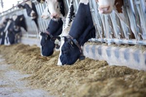 2020 Virtual Farm Tour