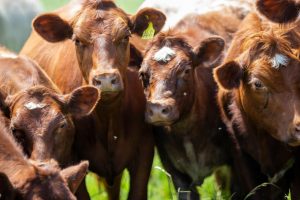 2020 Virtual Farm Tour