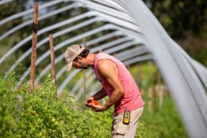 2020 Virtual Farm Tour
