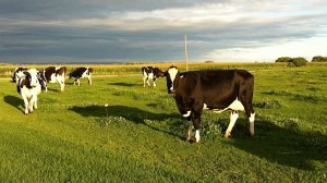 Early Farm Tour Photo