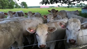 Early Farm Tour Photo