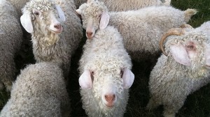 Early Farm Tour Photo