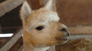 Early Farm Tour Photo